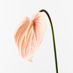 Load image into Gallery viewer, Anthurium 74cm Artificial Plant - Peach
