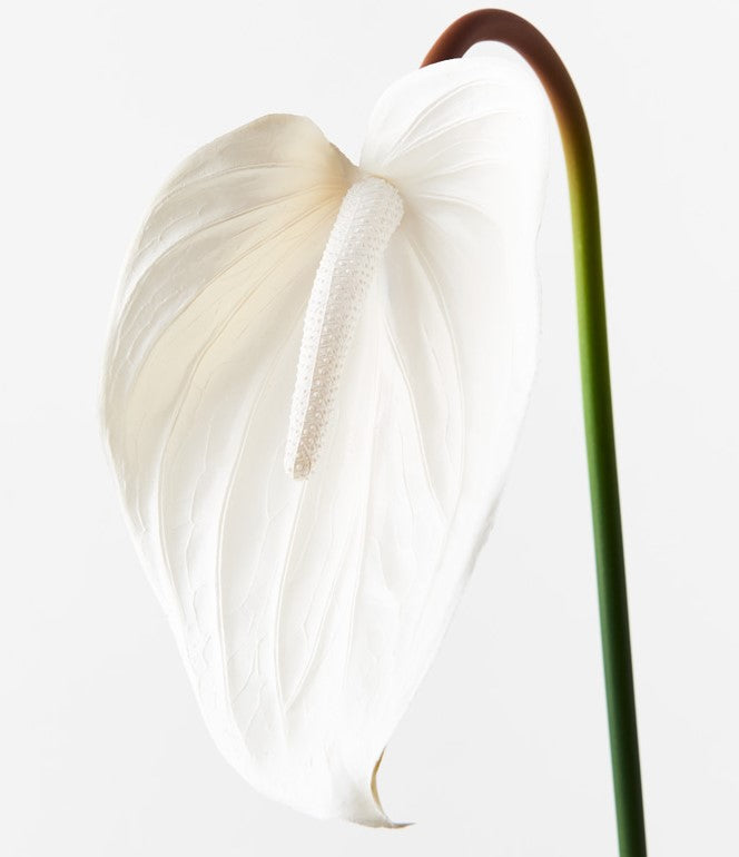 Anthurium 74cm Artificial Plant - Snow