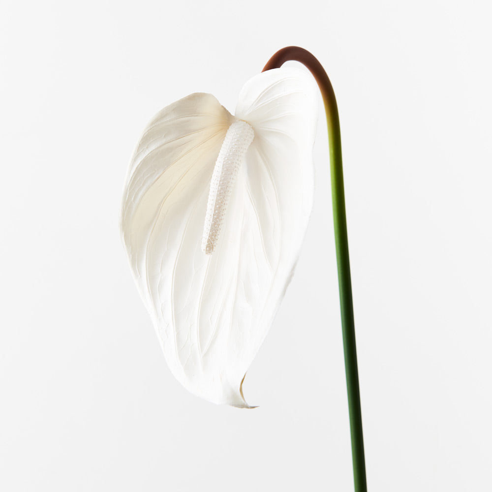Anthurium 74cm Artificial Plant - Snow