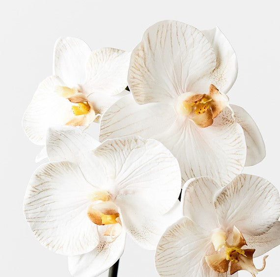 Orchid Phalaenopsis Infused 51cm Artificial Plant - Dove
