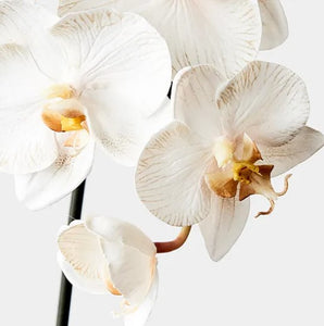 Orchid Phalaenopsis Infused 51cm Artificial Plant - Dove