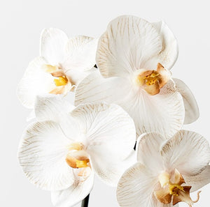 Orchid Phalaenopsis Infused 51cm Artificial Plant - Dove