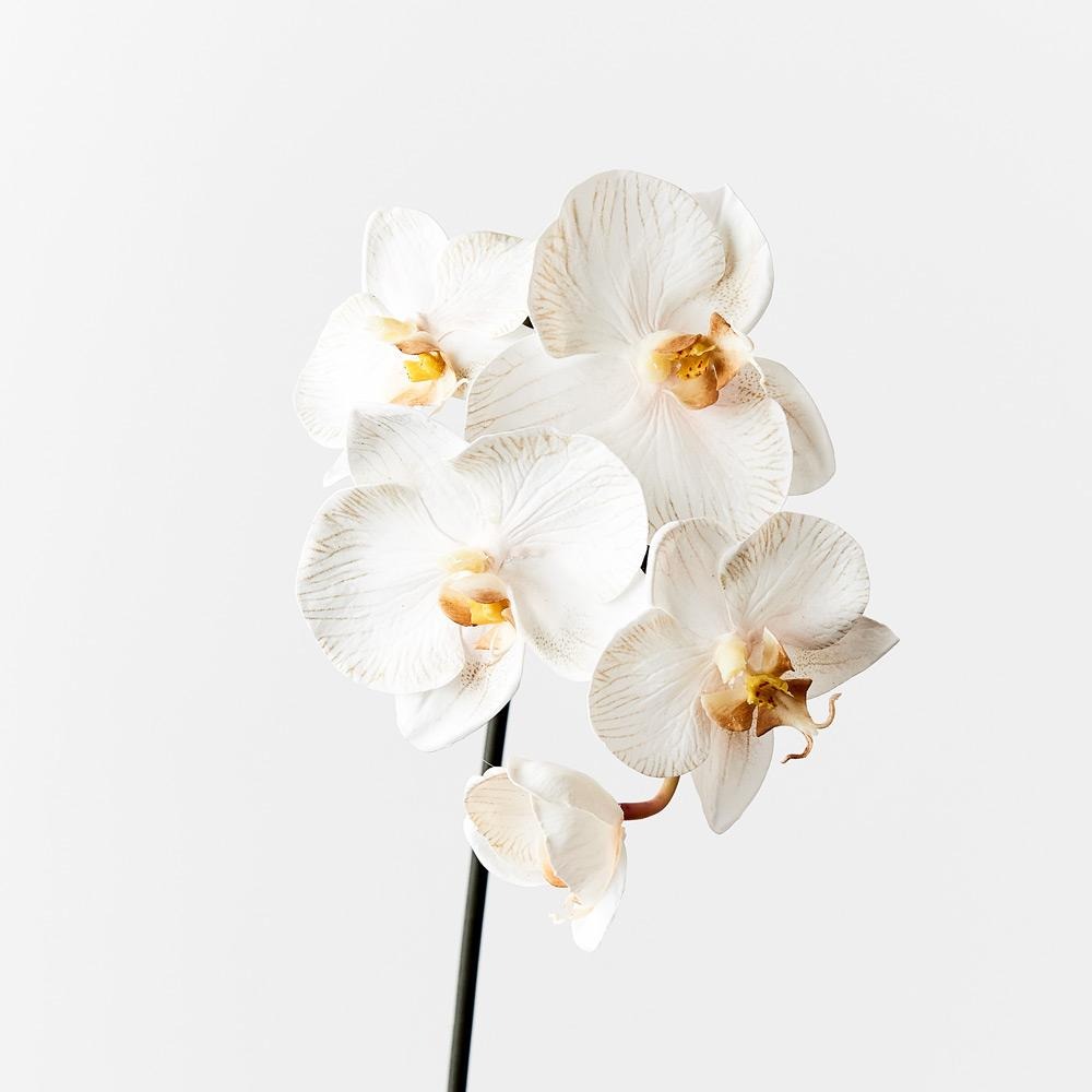 Orchid Phalaenopsis Infused 51cm Artificial Plant - Dove