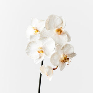Orchid Phalaenopsis Infused 51cm Artificial Plant - Dove