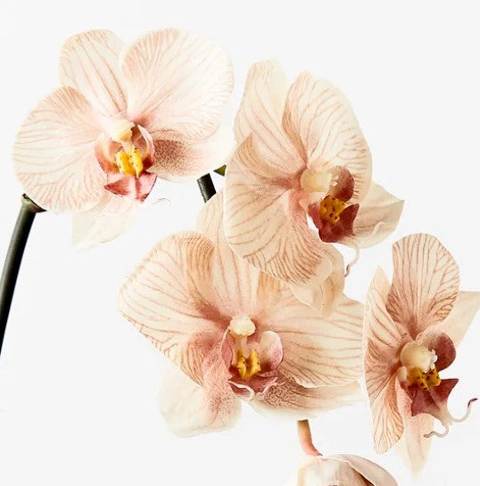 Orchid Phalaenopsis Infused 51cm Artificial Plant - Mocha