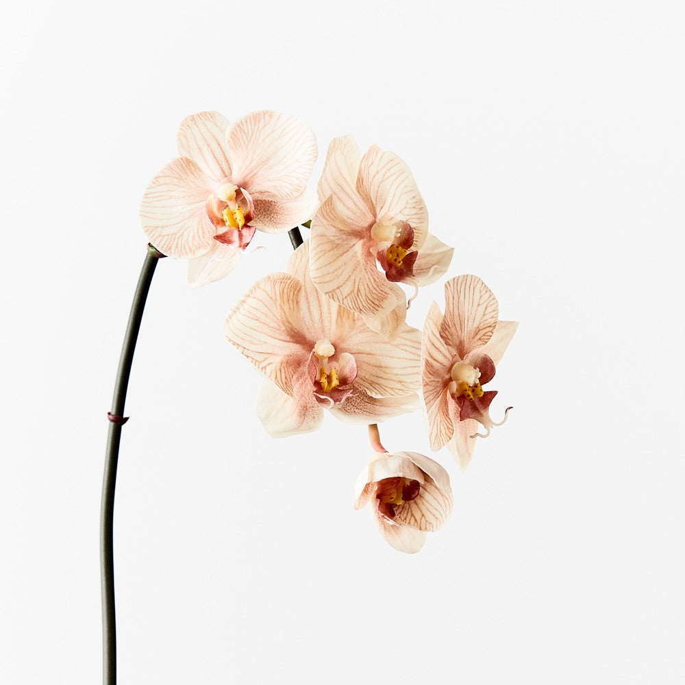 Orchid Phalaenopsis Infused 51cm Artificial Plant - Mocha