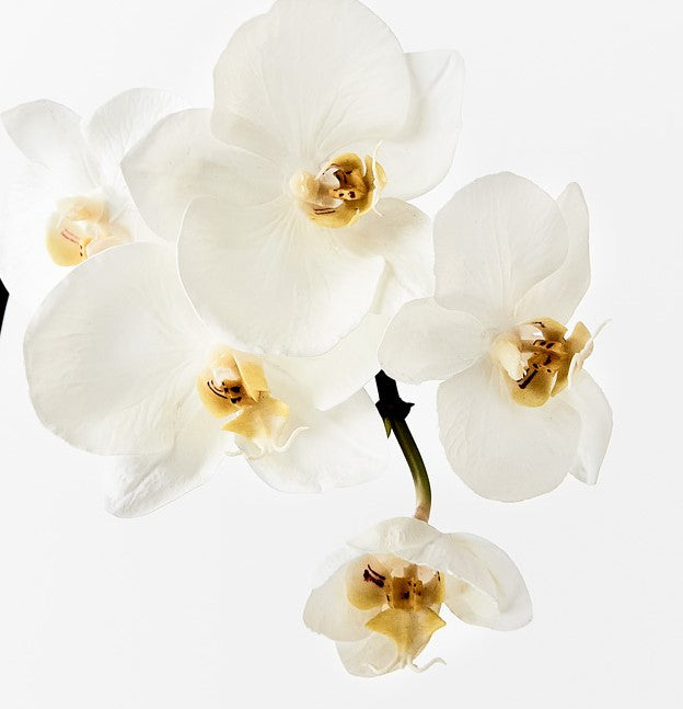Orchid Phalaenopsis Infused 51cm Artificial Plant - White