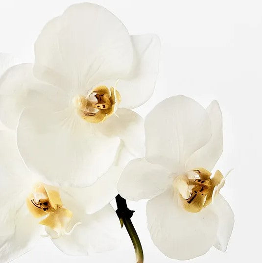 Orchid Phalaenopsis Infused 51cm Artificial Plant - White