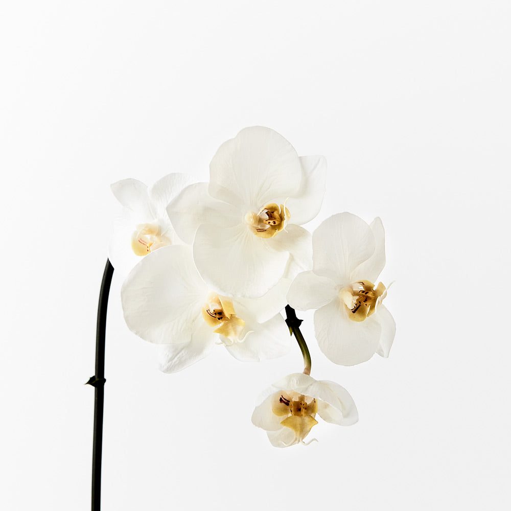 Orchid Phalaenopsis Infused 51cm Artificial Plant - White