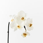 Load image into Gallery viewer, Orchid Phalaenopsis Infused 51cm Artificial Plant - White
