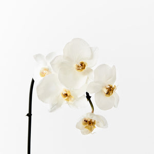 Orchid Phalaenopsis Infused 51cm Artificial Plant - White
