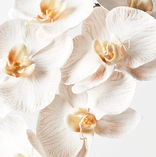 Orchid Phalaenopsis Infused 86cm Artificial Plant - Dove