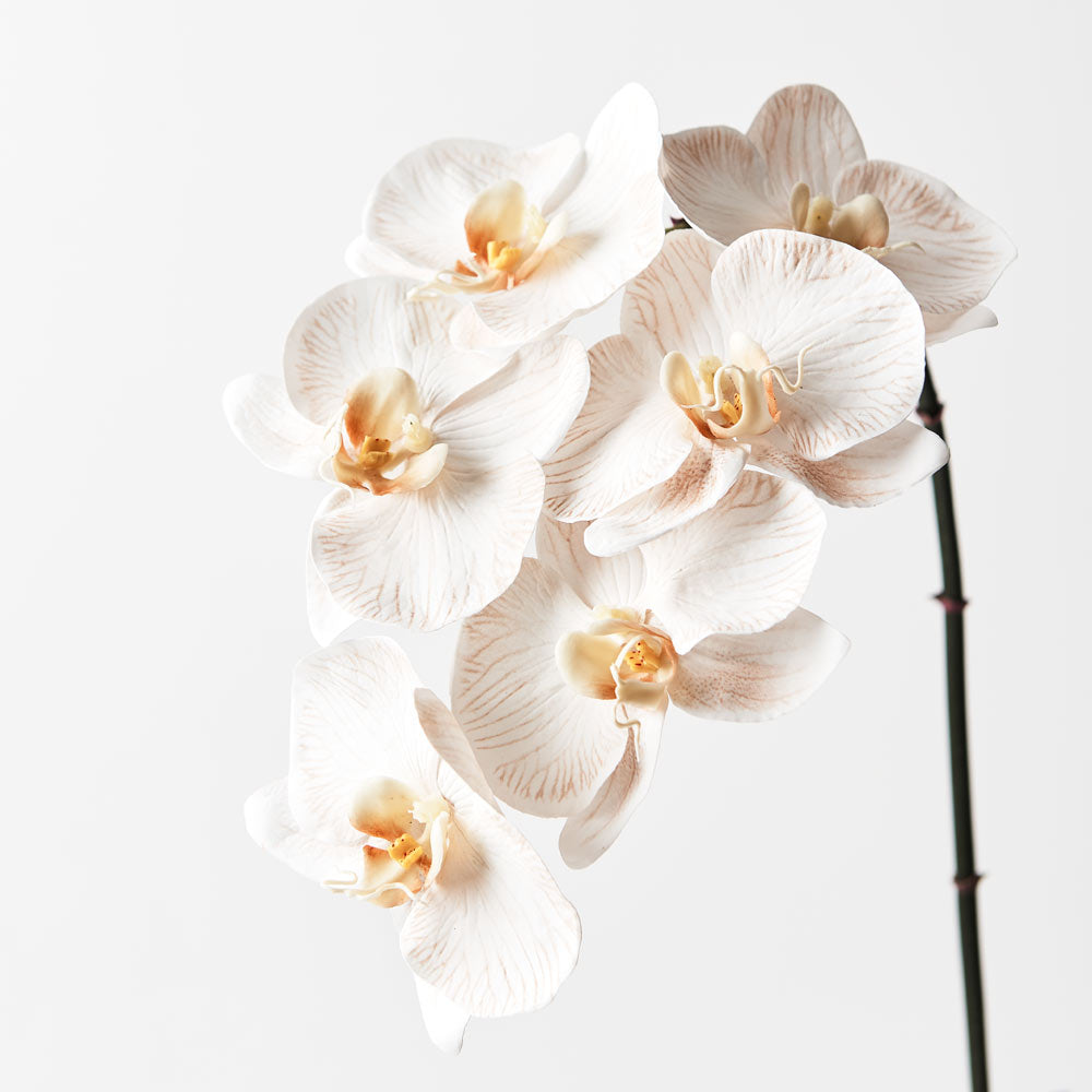 Orchid Phalaenopsis Infused 86cm Artificial Plant - Dove