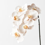Load image into Gallery viewer, Orchid Phalaenopsis Infused 86cm Artificial Plant - Dove
