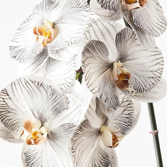 Orchid Phalaenopsis Infused 96cm Artificial Plant - White Black