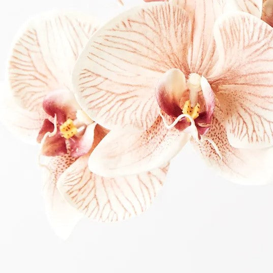 Orchid Phalaenopsis Infused 86cm Artificial Plant - Mocha