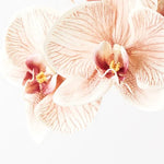 Load image into Gallery viewer, Orchid Phalaenopsis Infused 86cm Artificial Plant - Mocha
