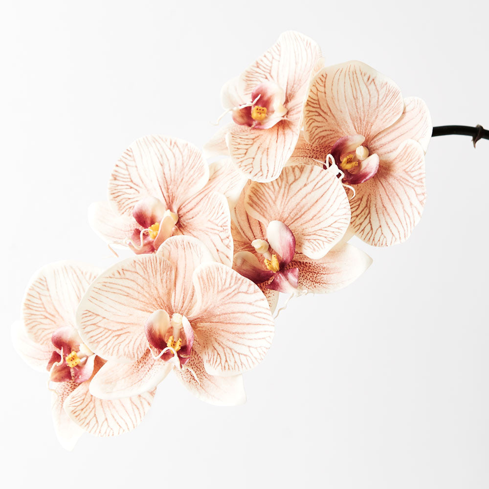 Orchid Phalaenopsis Infused 86cm Artificial Plant - Mocha